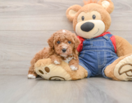 6 week old Poodle Puppy For Sale - Puppy Love PR