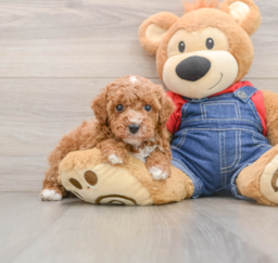 7 week old Poodle Puppy For Sale - Puppy Love PR