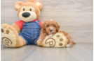 Poodle Pup Being Cute