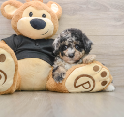 8 week old Poodle Puppy For Sale - Puppy Love PR