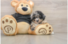 Poodle Puppy for Adoption