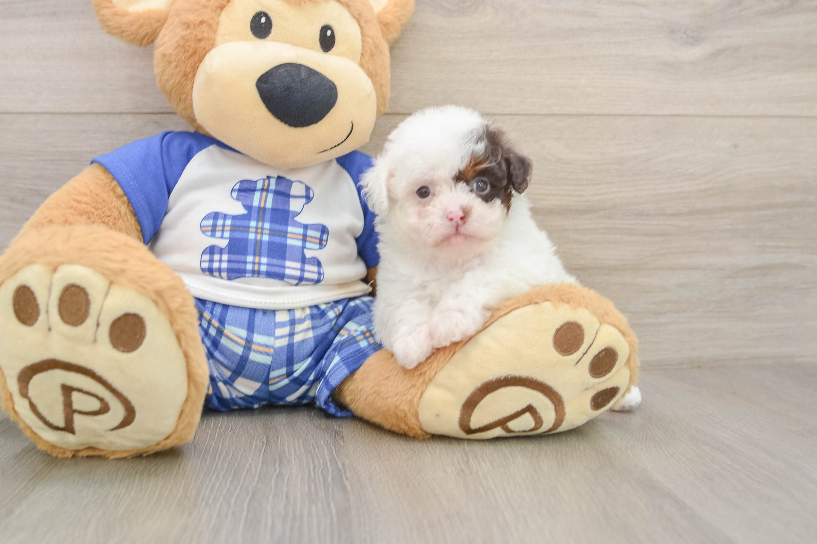 Energetic Pudle Purebred Puppy