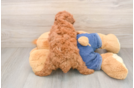 Poodle Pup Being Cute
