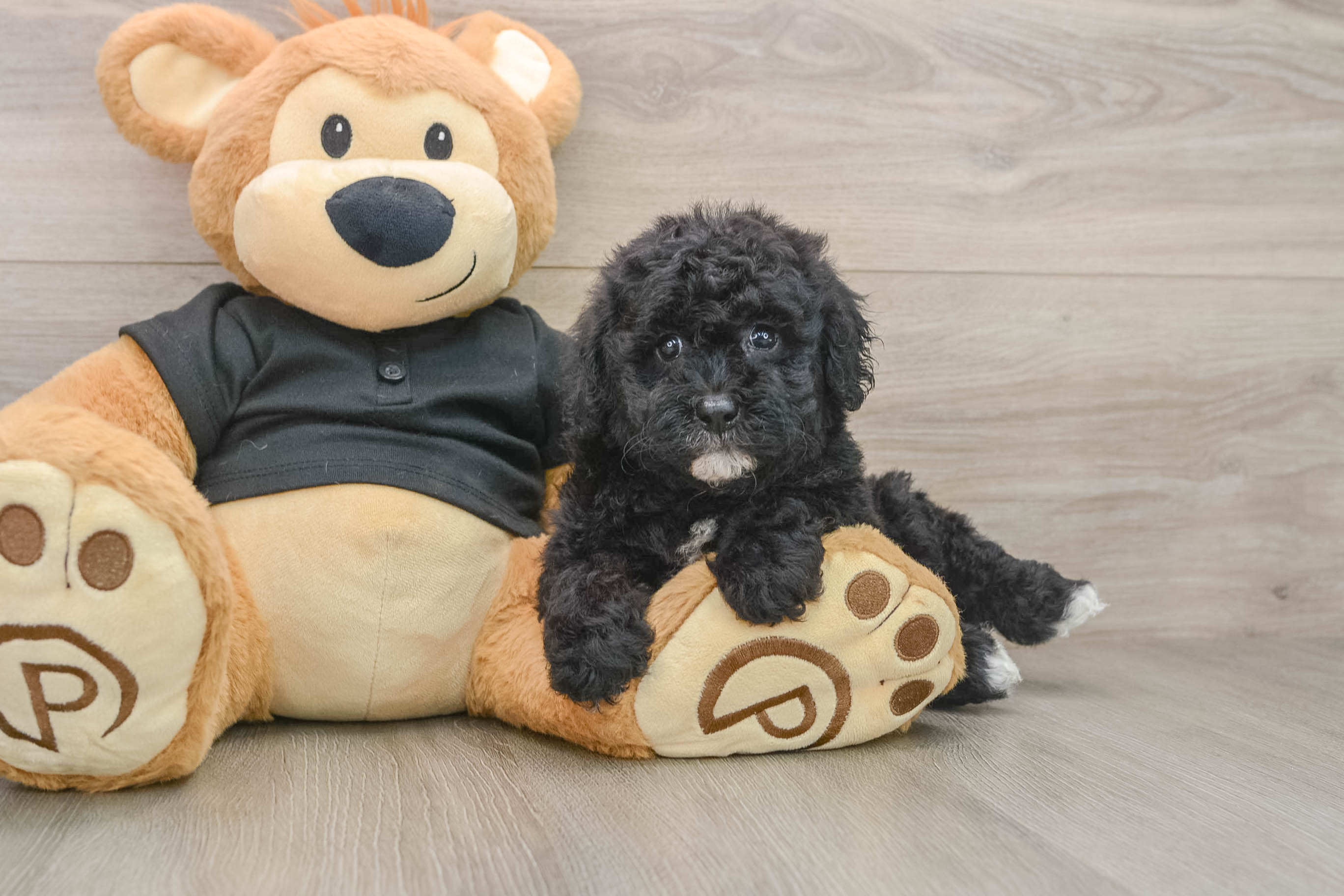 Best Poodle Baby