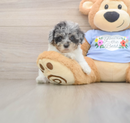 7 week old Poodle Puppy For Sale - Puppy Love PR