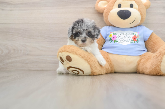 Funny Poodle Purebred Pup
