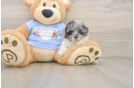 Poodle Puppy for Adoption