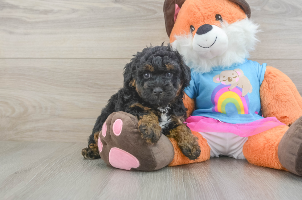 6 week old Poodle Puppy For Sale - Puppy Love PR