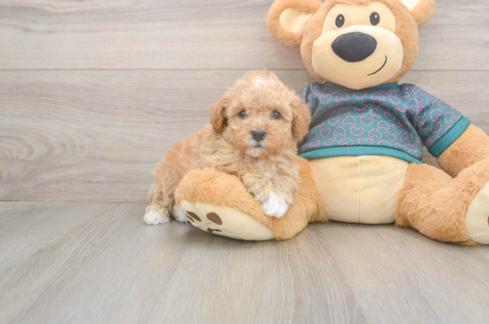 5 week old Poodle Puppy For Sale - Puppy Love PR