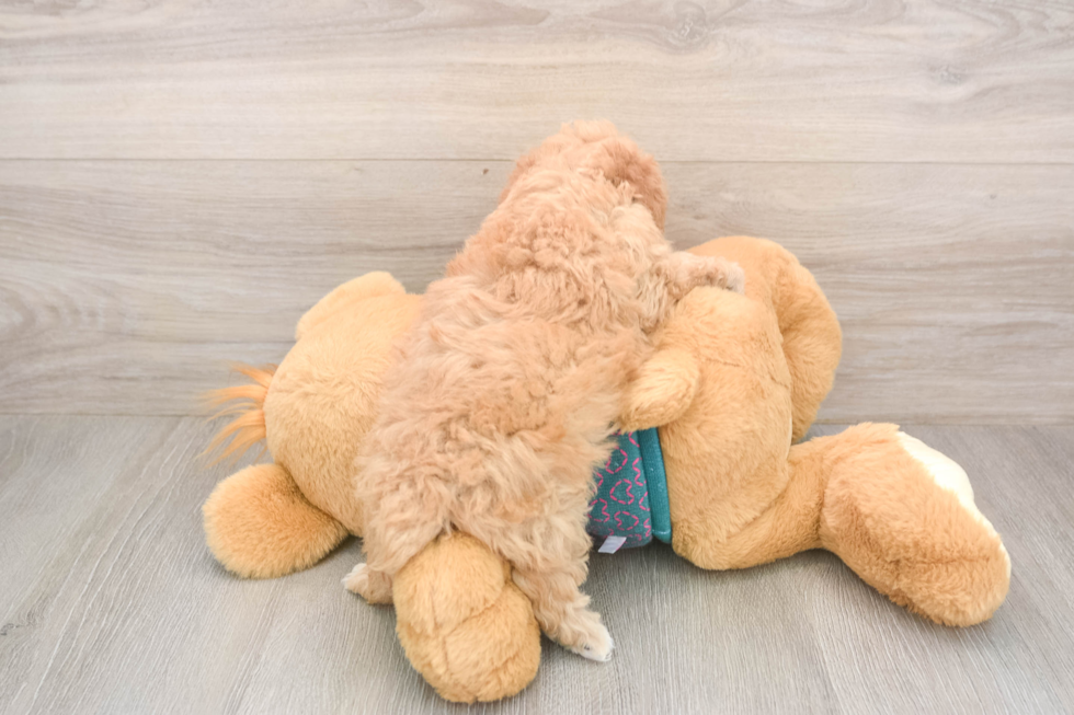 Friendly Poodle Purebred Pup