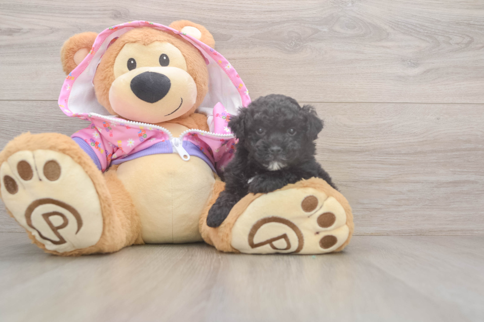 Poodle Pup Being Cute