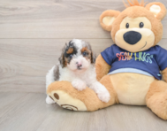 8 week old Poodle Puppy For Sale - Puppy Love PR