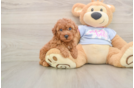 Hypoallergenic Poodle Baby