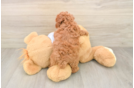 Small Poodle Purebred Pup
