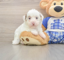 8 week old Poodle Puppy For Sale - Puppy Love PR