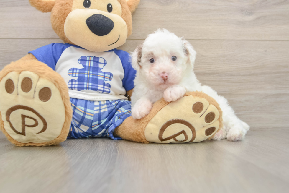 Poodle Puppy for Adoption