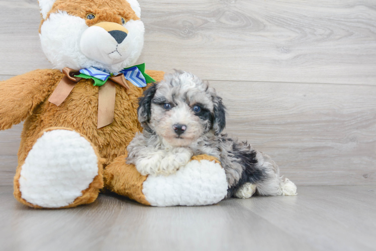 Meet Lola - our Poodle Puppy Photo 1/3 - Puppy Love PR Cute Poodle Baby