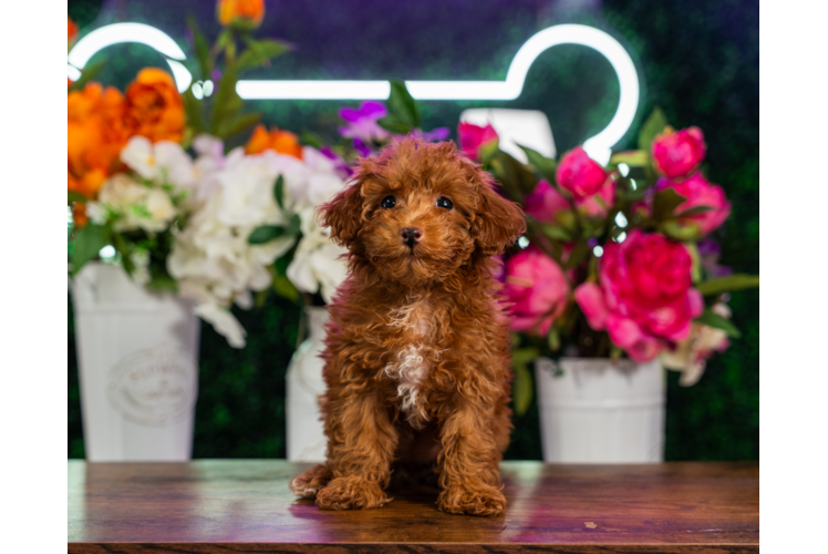 Best Poodle Baby