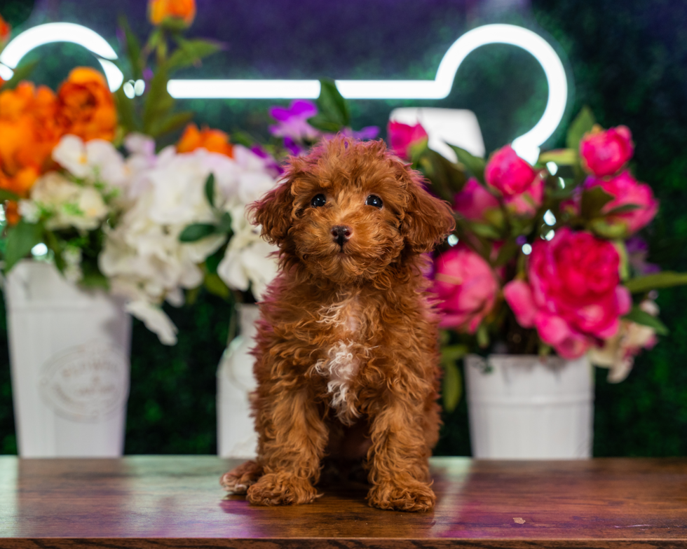 Best Poodle Baby