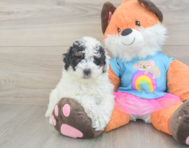 8 week old Poodle Puppy For Sale - Puppy Love PR