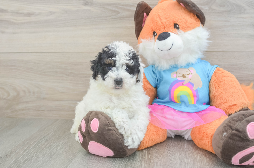 6 week old Poodle Puppy For Sale - Puppy Love PR