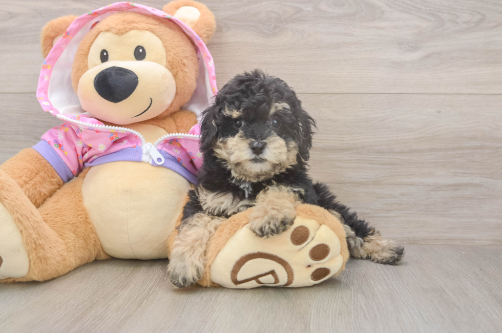 7 week old Poodle Puppy For Sale - Puppy Love PR
