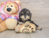 9 week old Poodle Puppy For Sale - Puppy Love PR 9 week old Poodle Puppy For Sale - Puppy Love PR