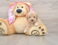 7 week old Poodle Puppy For Sale - Puppy Love PR