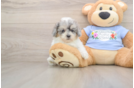 Hypoallergenic Poodle Purebred Pup