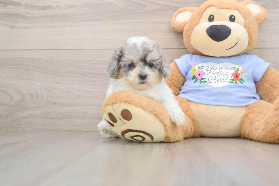 Hypoallergenic Poodle Purebred Pup