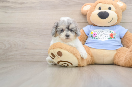 Hypoallergenic Poodle Purebred Pup