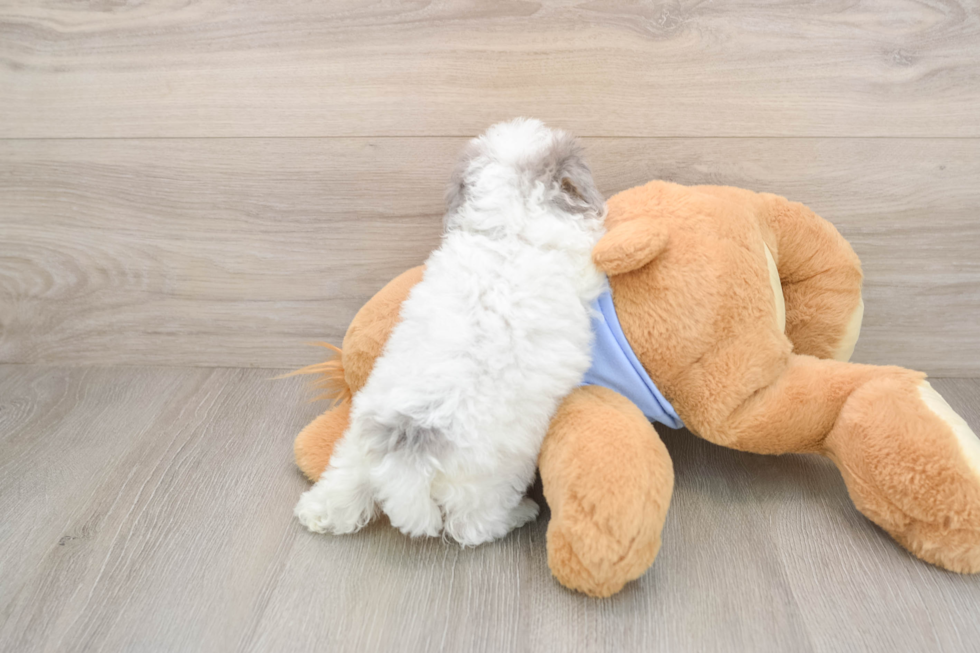 Poodle Puppy for Adoption