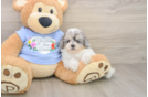 Poodle Puppy for Adoption