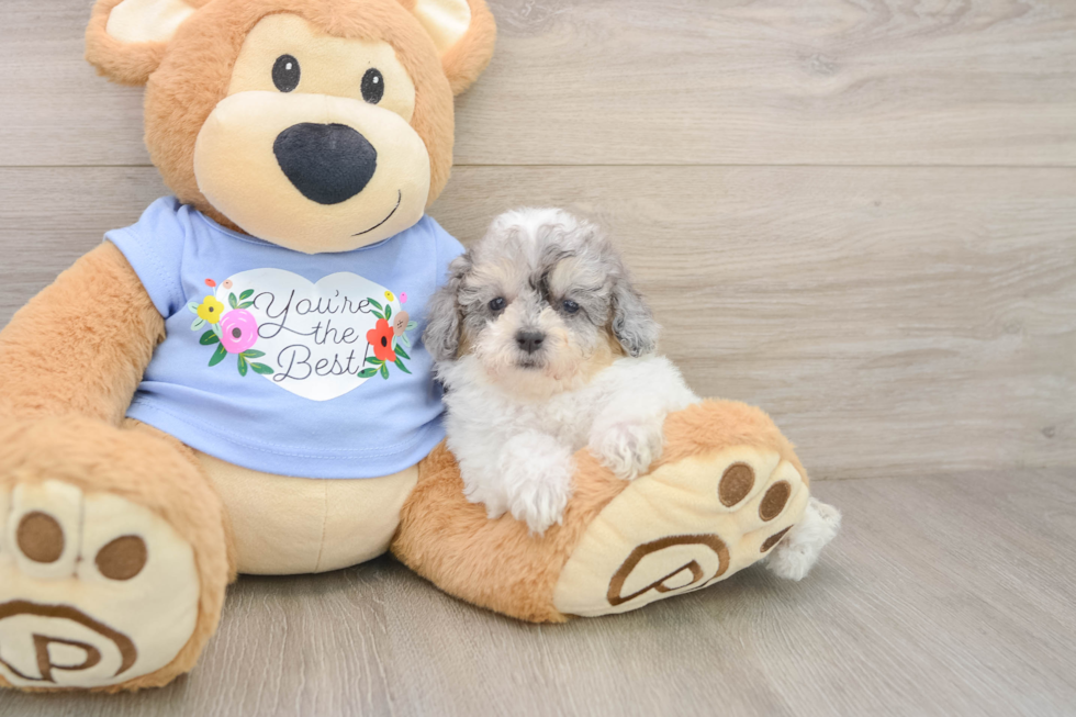 Poodle Puppy for Adoption