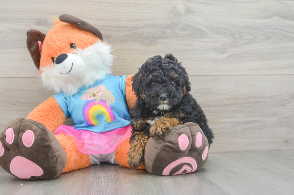 6 week old Poodle Puppy For Sale - Puppy Love PR