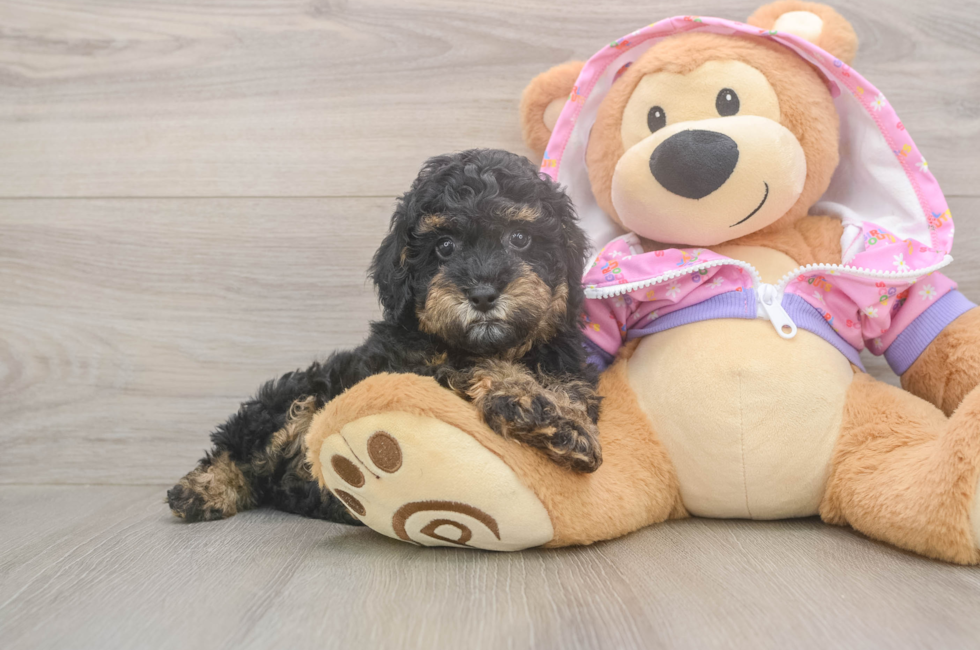 7 week old Poodle Puppy For Sale - Puppy Love PR