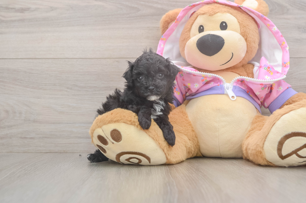 5 week old Poodle Puppy For Sale - Puppy Love PR