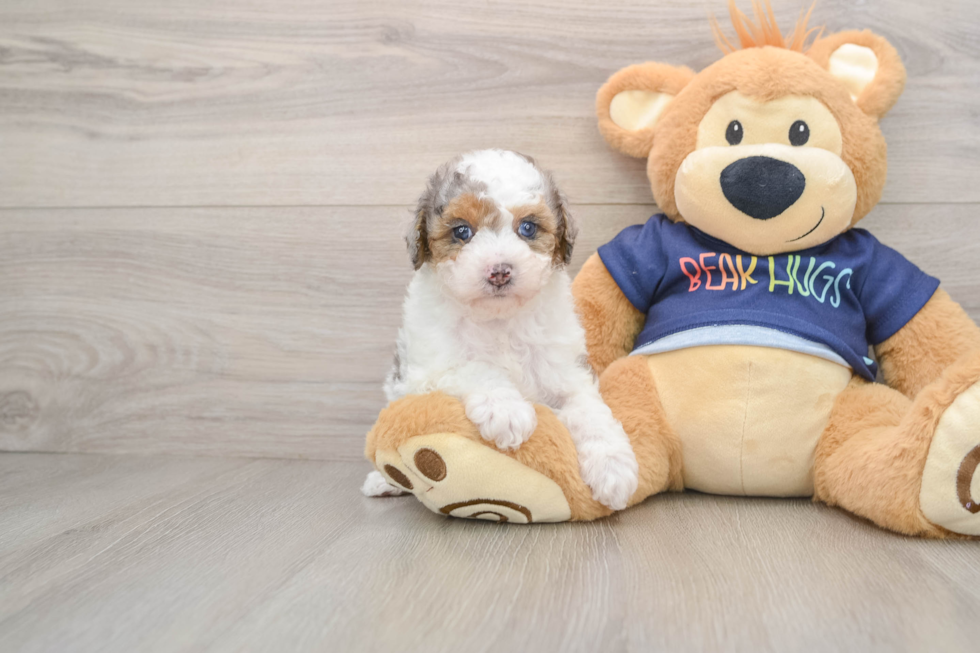 Energetic Caniche Purebred Puppy