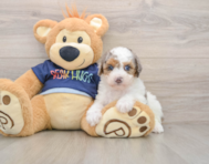 8 week old Poodle Puppy For Sale - Puppy Love PR