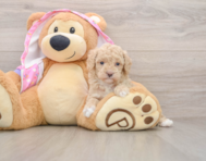 7 week old Poodle Puppy For Sale - Puppy Love PR