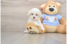 Best Poodle Baby