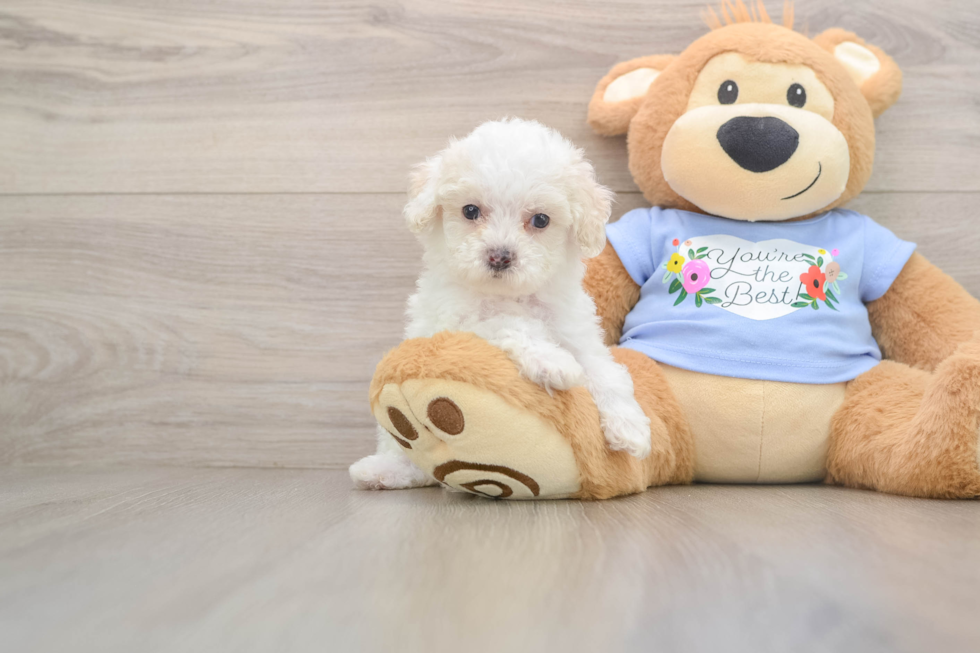 Best Poodle Baby