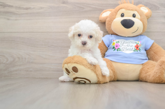 Best Poodle Baby