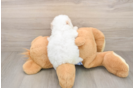 Funny Poodle Baby