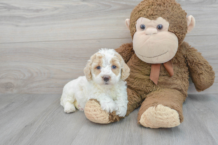 Meet Meadow - our Poodle Puppy Photo 1/3 - Puppy Love PR Best Poodle Baby