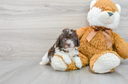 Best Poodle Baby