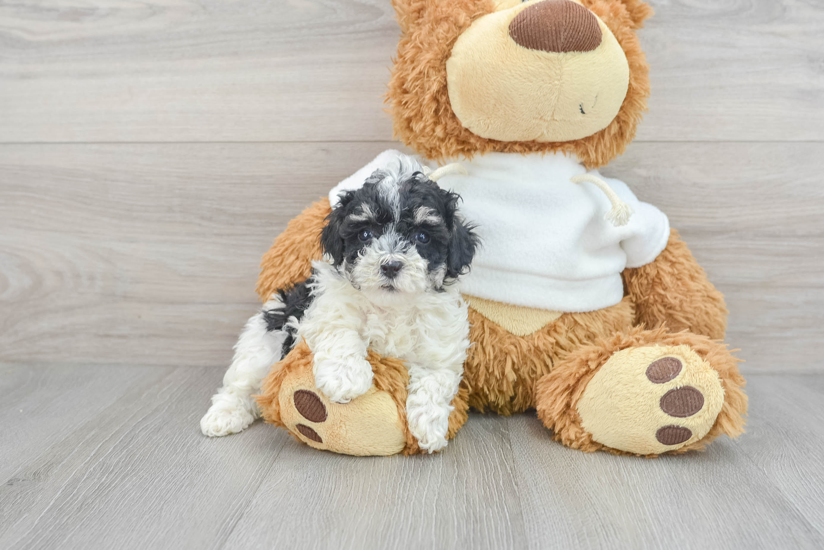 Petite Pudle Purebred Puppy