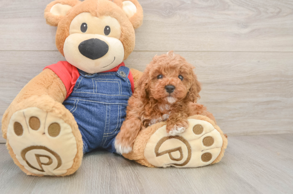 6 week old Poodle Puppy For Sale - Puppy Love PR