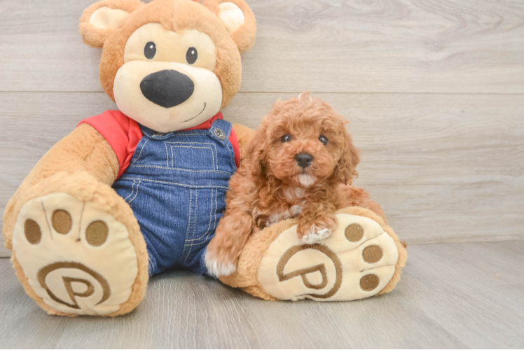 Meet Meadow - our Poodle Puppy Photo 1/3 - Puppy Love PR Hypoallergenic Poodle Baby
