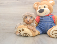 10 week old Poodle Puppy For Sale - Puppy Love PR